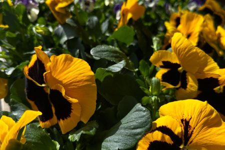 Produkter fra Bagn Blomsterverksted